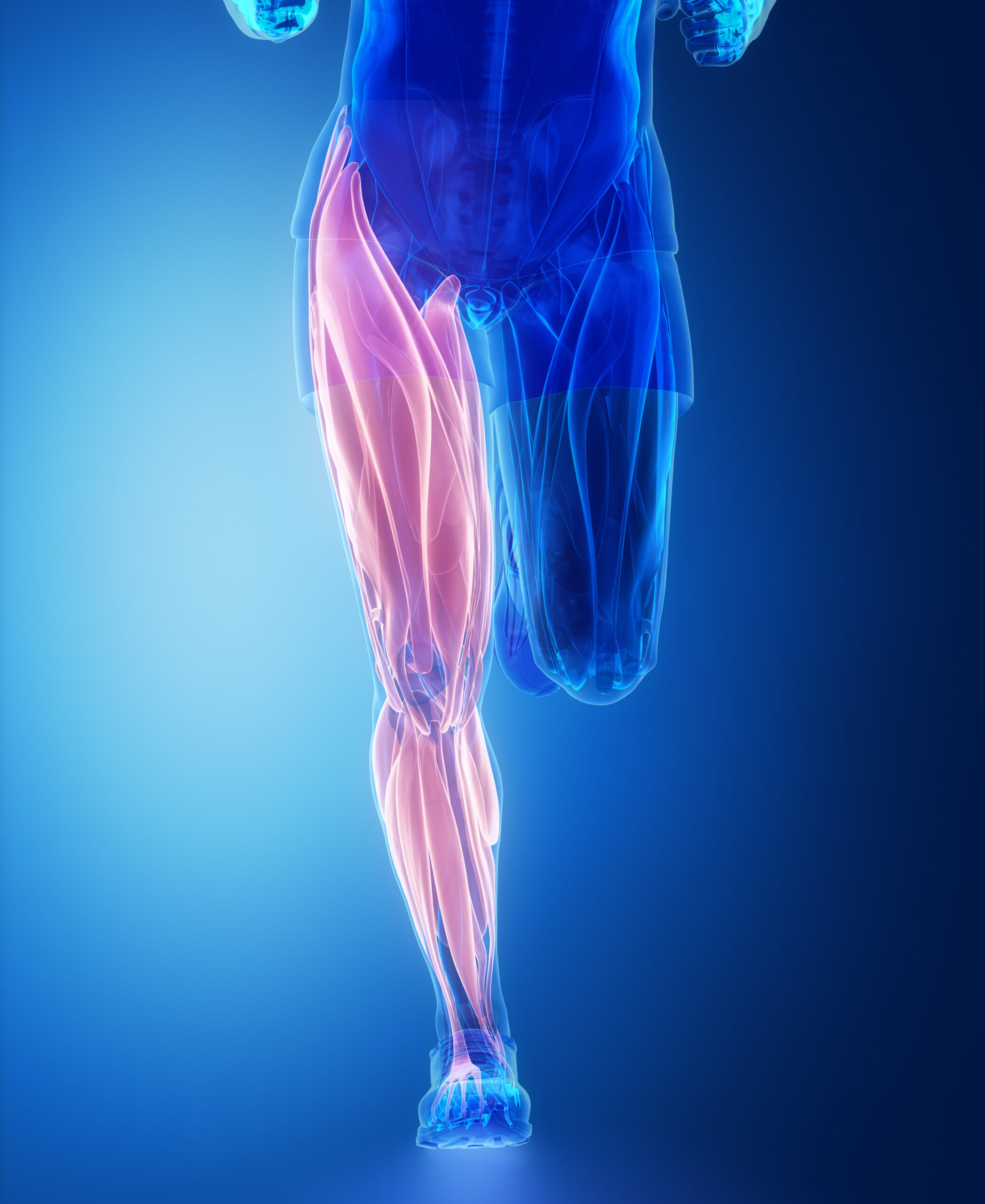 Highlighted muscles of the upper and lower leg in motion before sustaining severe leg cramps.
