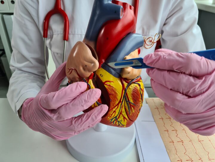 A close-up of a cardiac risk assessment in New Jersey doctor pointing out something on a model of a heart.